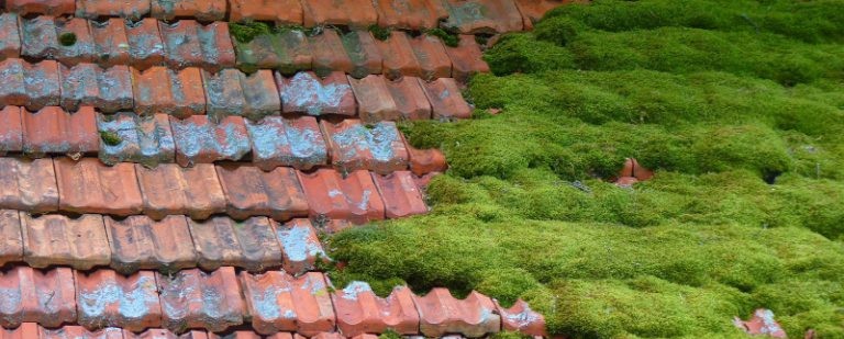 démoussage toiture la Roche-en-Brenil