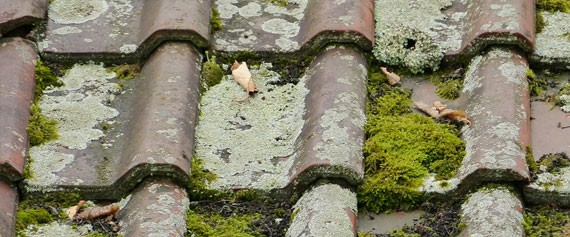 démoussage toiture Montsauche-les-Settons