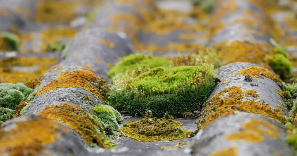 démoussage toiture Montsauche-les-Settons
