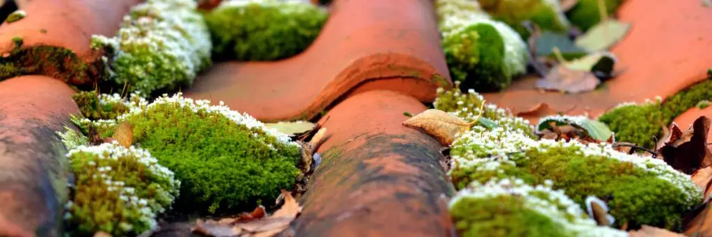 démoussage-toiture-Brassy