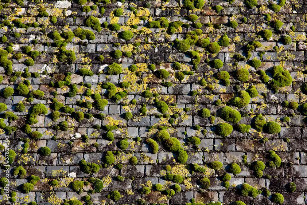 démoussage toiture Lucenay-L’Évêque