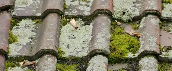 démoussage-toiture-Brassy