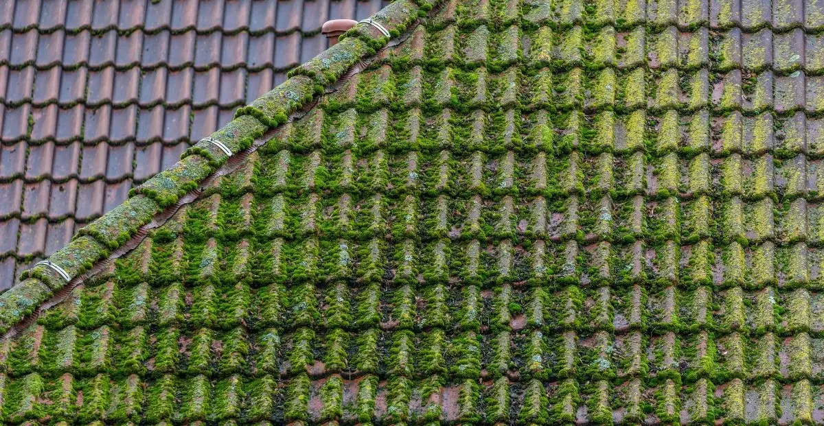 démoussage toiture Sainte-Magnance