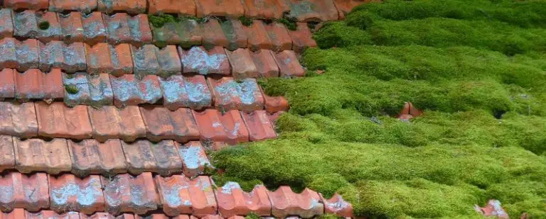 démoussage toiture Igornay